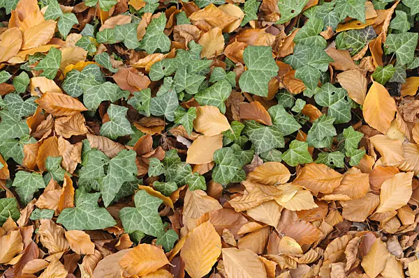 466014 - Common ivy (Hedera helix)