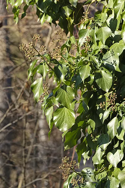 468015 - Common ivy (Hedera helix)