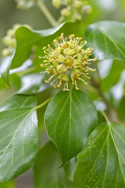476274 - Common ivy (Hedera helix)