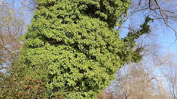 502464 - Common ivy (Hedera helix)