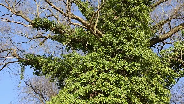 502465 - Common ivy (Hedera helix)