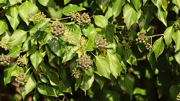 502466 - Common ivy (Hedera helix)