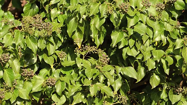 502467 - Common ivy (Hedera helix)