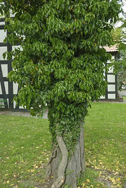 517132 - Common ivy (Hedera helix)