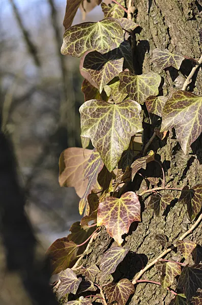 518119 - Common ivy (Hedera helix)