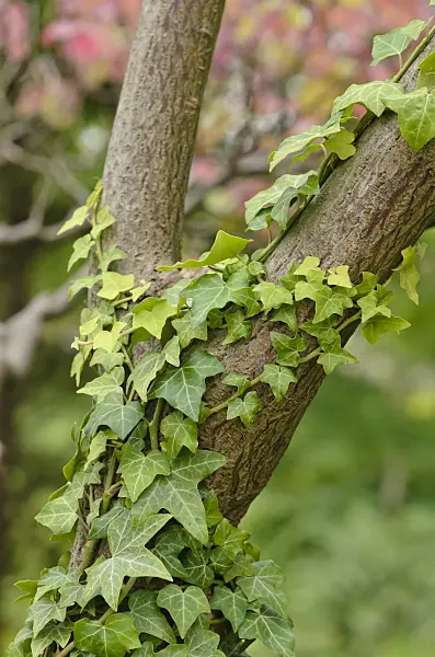 523145 - Common ivy (Hedera helix)