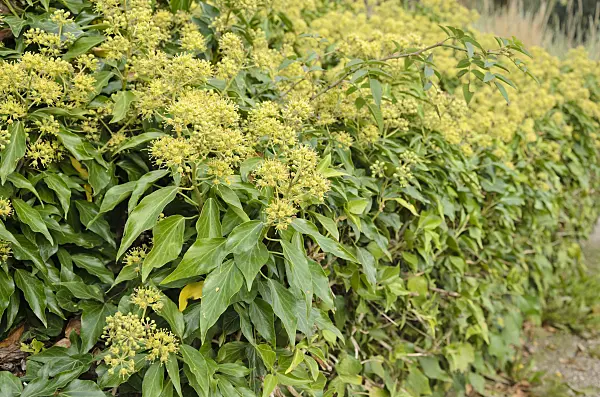 525022 - Common ivy (Hedera helix)