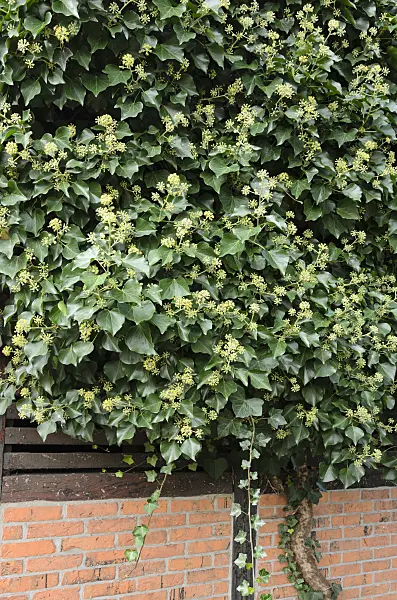 525054 - Common ivy (Hedera helix)