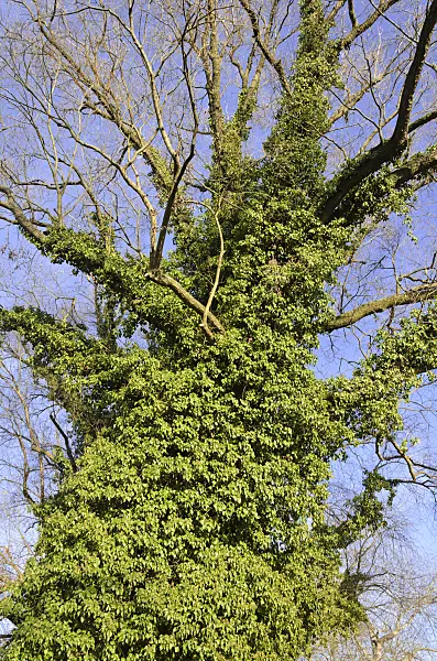 527044 - Common ivy (Hedera helix)