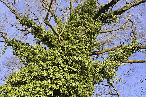 527045 - Common ivy (Hedera helix)