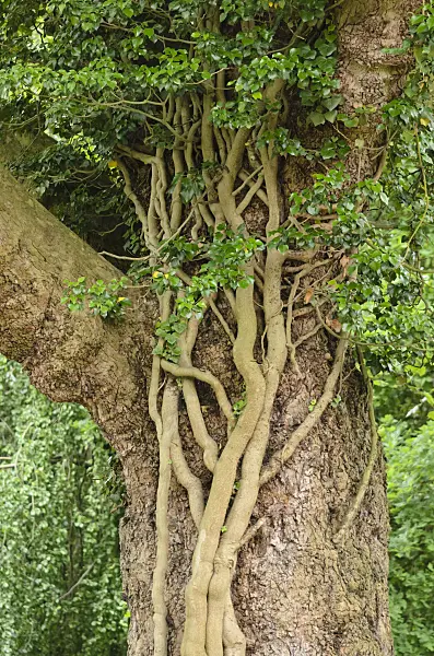 533588 - Common ivy (Hedera helix)