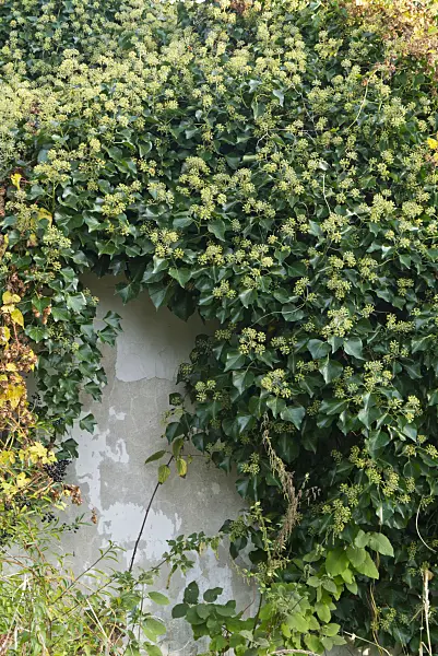 538003 - Common ivy (Hedera helix)
