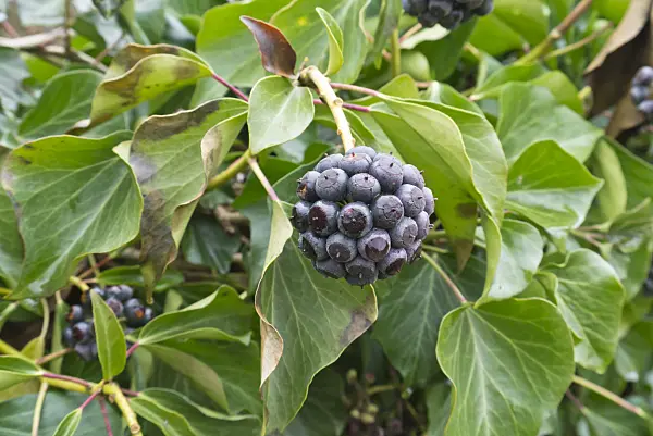 540003 - Common ivy (Hedera helix)
