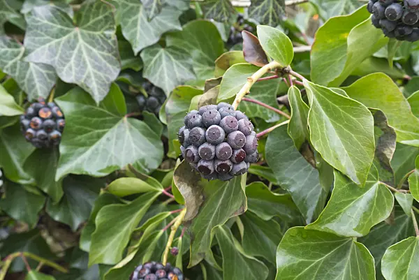 540004 - Common ivy (Hedera helix)