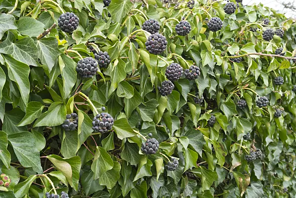 541001 - Common ivy (Hedera helix)
