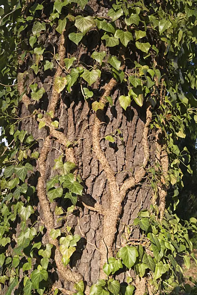 578030 - Common ivy (Hedera helix)