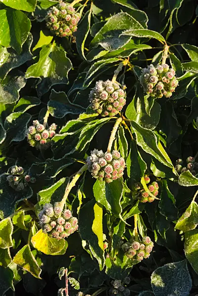 670006 - Common ivy (Hedera helix)