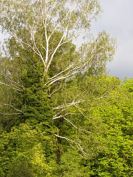 413039 - Common ivy (Hedera helix) and birch (Betula)
