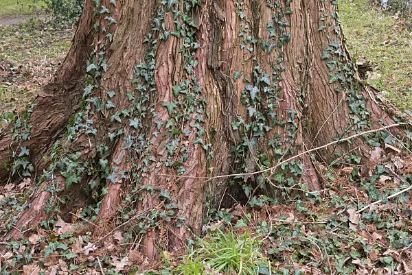 578017 - Common ivy (Hedera helix) and dawn redwood (Metasequoia glyptostroboides)