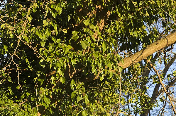 493021 - Common ivy (Hedera helix) and ginkgo (Ginkgo biloba)