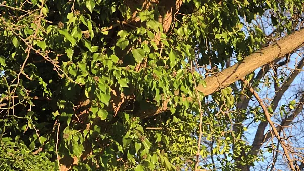 493035 - Common ivy (Hedera helix) and ginkgo (Ginkgo biloba)
