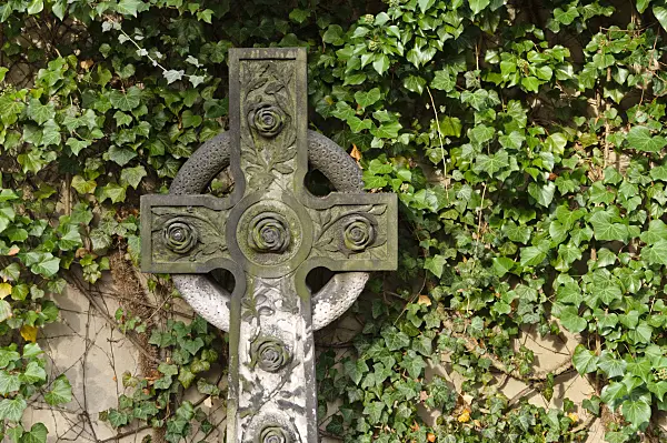 466041 - Common ivy (Hedera helix) and grave cross in front of wall