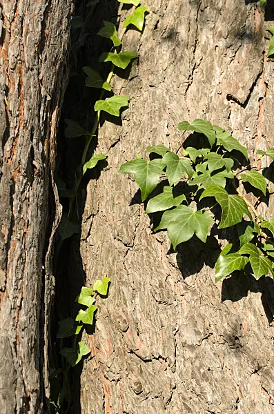 501176 - Common ivy (Hedera helix) and Scots pine (Pinus sylvestris)