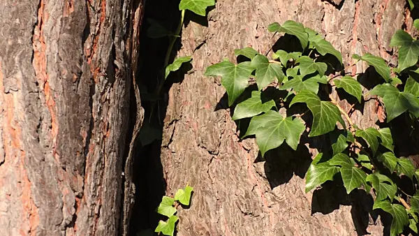 501180 - Common ivy (Hedera helix) and Scots pine (Pinus sylvestris)