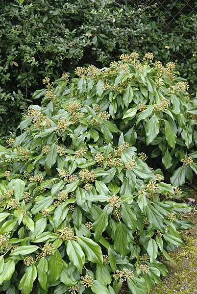 490068 - Common ivy (Hedera helix 'Arborescens')