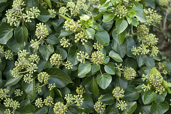 517182 - Common ivy (Hedera helix 'Arbori Compact')