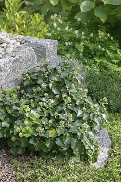 575113 - Common ivy (Hedera helix 'Arbori Compact')