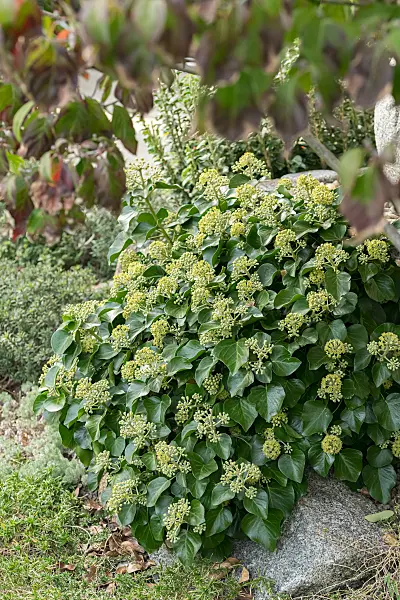664165 - Common ivy (Hedera helix 'Arbori Compact')