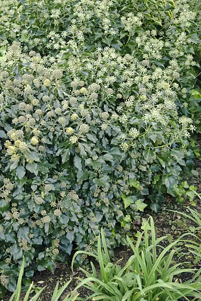 490069 - Common ivy (Hedera helix 'Arbori Gloss')
