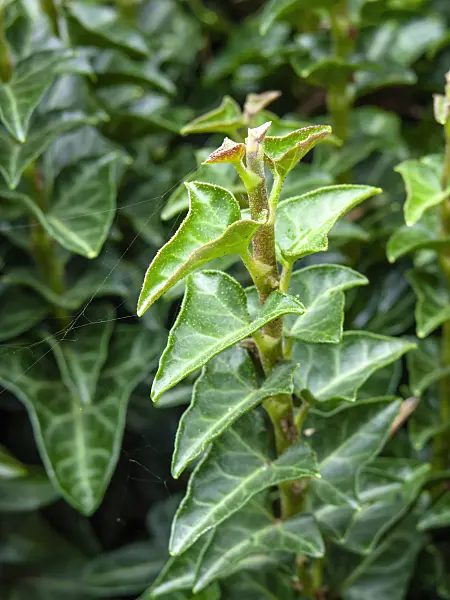 462196 - Common ivy (Hedera helix 'Conglomerata Erecta')