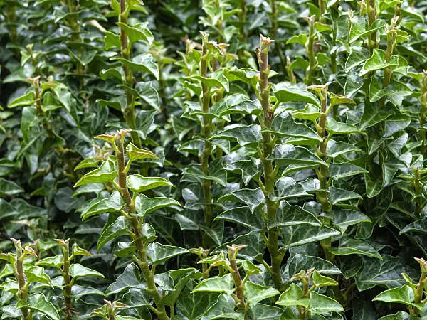 462197 - Common ivy (Hedera helix 'Conglomerata Erecta')
