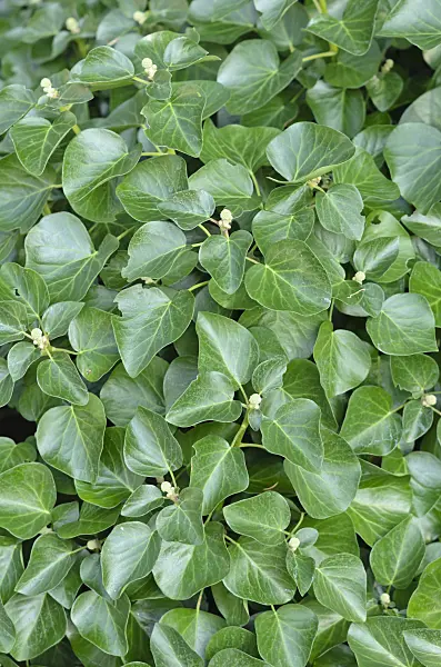 523151 - Common ivy (Hedera helix 'Deltoidea')