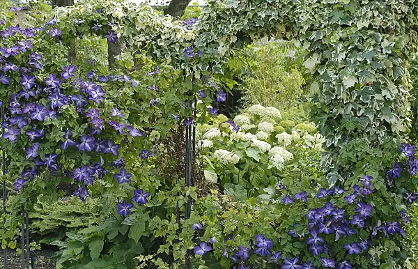 471395 - Common ivy (Hedera helix 'Glacier'), clematis (Clematis) and hydrangea (Hydrangea)