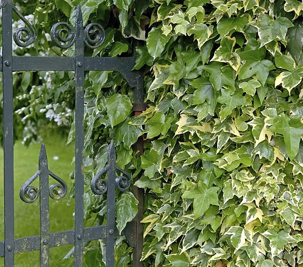 471397 - Common ivy (Hedera helix 'Goldchild')