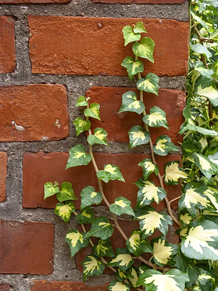 427002 - Common ivy (Hedera helix 'Goldheart')