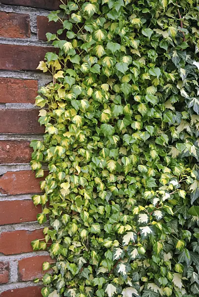 490070 - Common ivy (Hedera helix 'Goldheart')