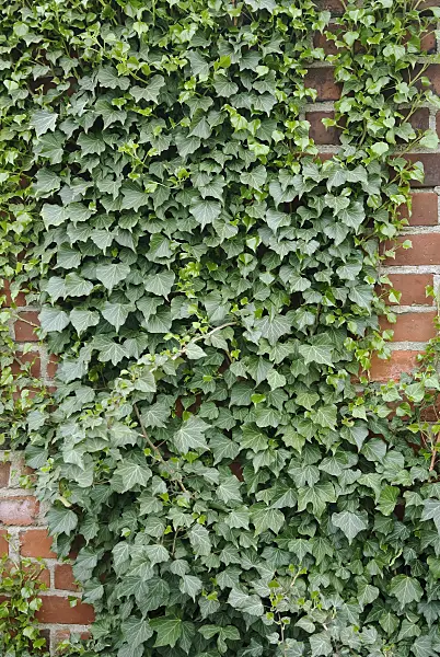 490071 - Common ivy (Hedera helix 'Hibernica')