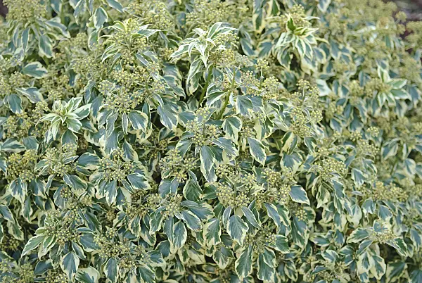 490073 - Common ivy (Hedera helix 'Ice Cream')