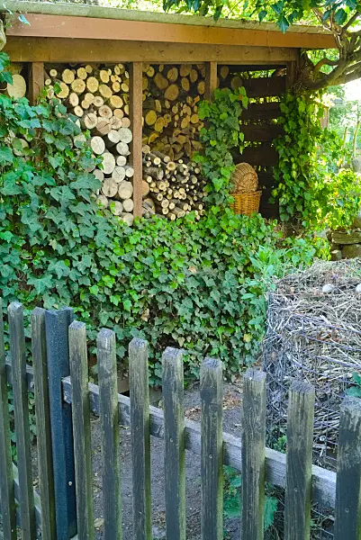 670008 - Common ivy (Hedera helix) in fron of a stack of wood