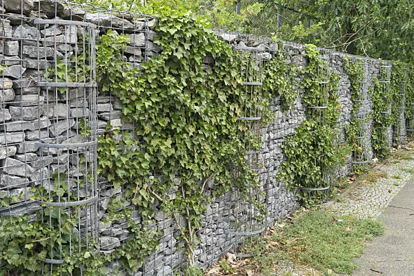558329 - Common ivy (Hedera helix) on a stone wall