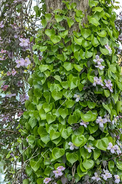 664167 - Common ivy (Hedera helix 'Plattensee')