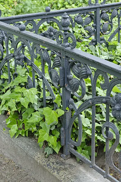 472097 - Common ivy (Hedera helix) with cast-iron grave border