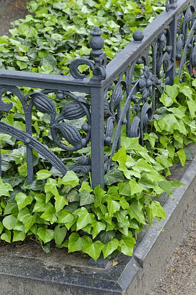 472098 - Common ivy (Hedera helix) with cast-iron grave border
