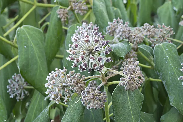 565030 - Common ivy (Hedera helix) with hoar frost