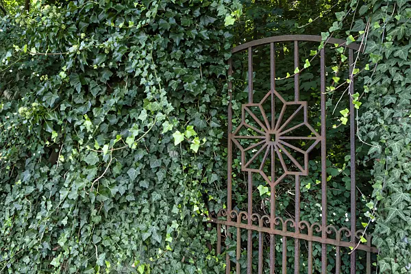 452090 - Common ivy (Hedera helix) with rusty garden door
