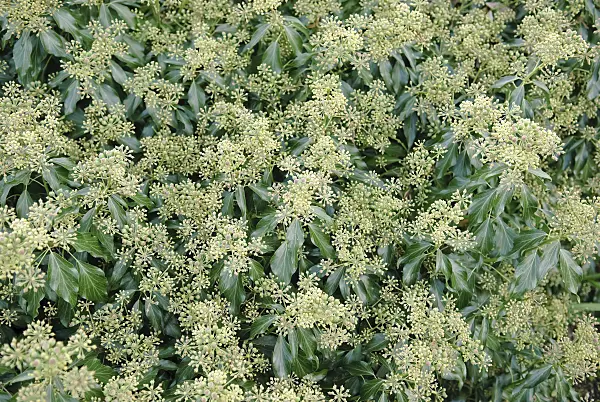 490074 - Common ivy (Hedera helix 'Zorgvlied')